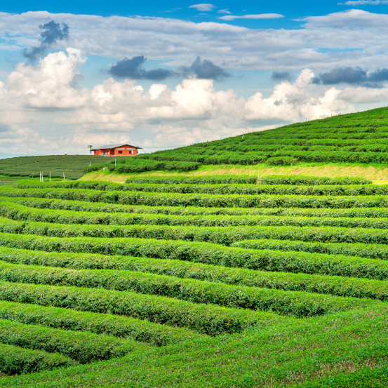 Tea gardens at Munnar